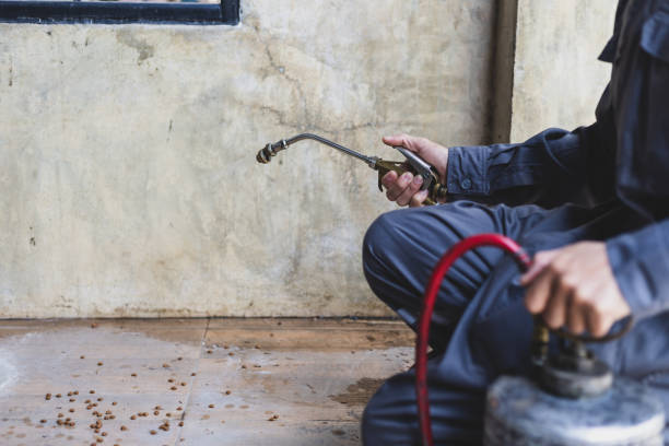 Best Rat Extermination Near Me  in Cementon, PA